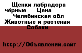 Щенки лабрадора (чёрные)  › Цена ­ 10 000 - Челябинская обл. Животные и растения » Собаки   